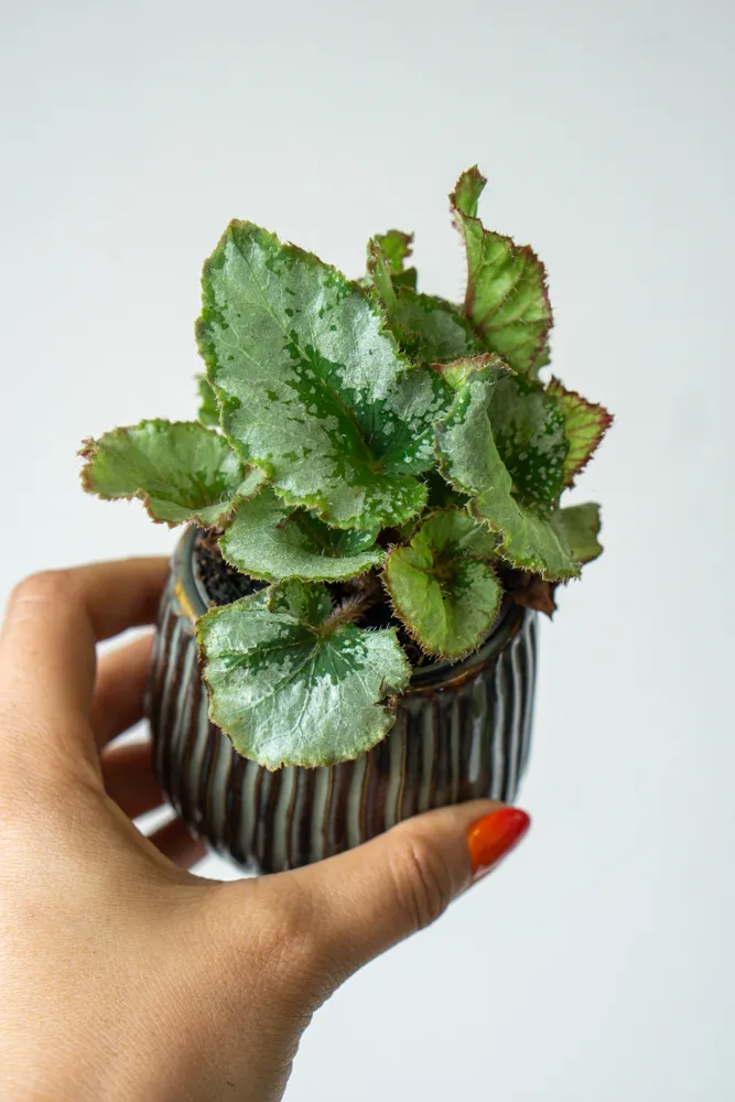 Begonia rex 'Escargot'