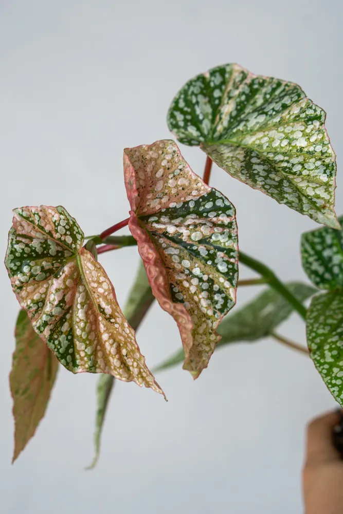Begonia 'Snowcap' Variegata (unicorn)