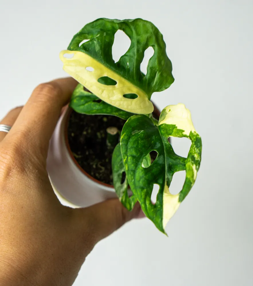 Baby Monstera adansonii variegata (Bomba cena!)
