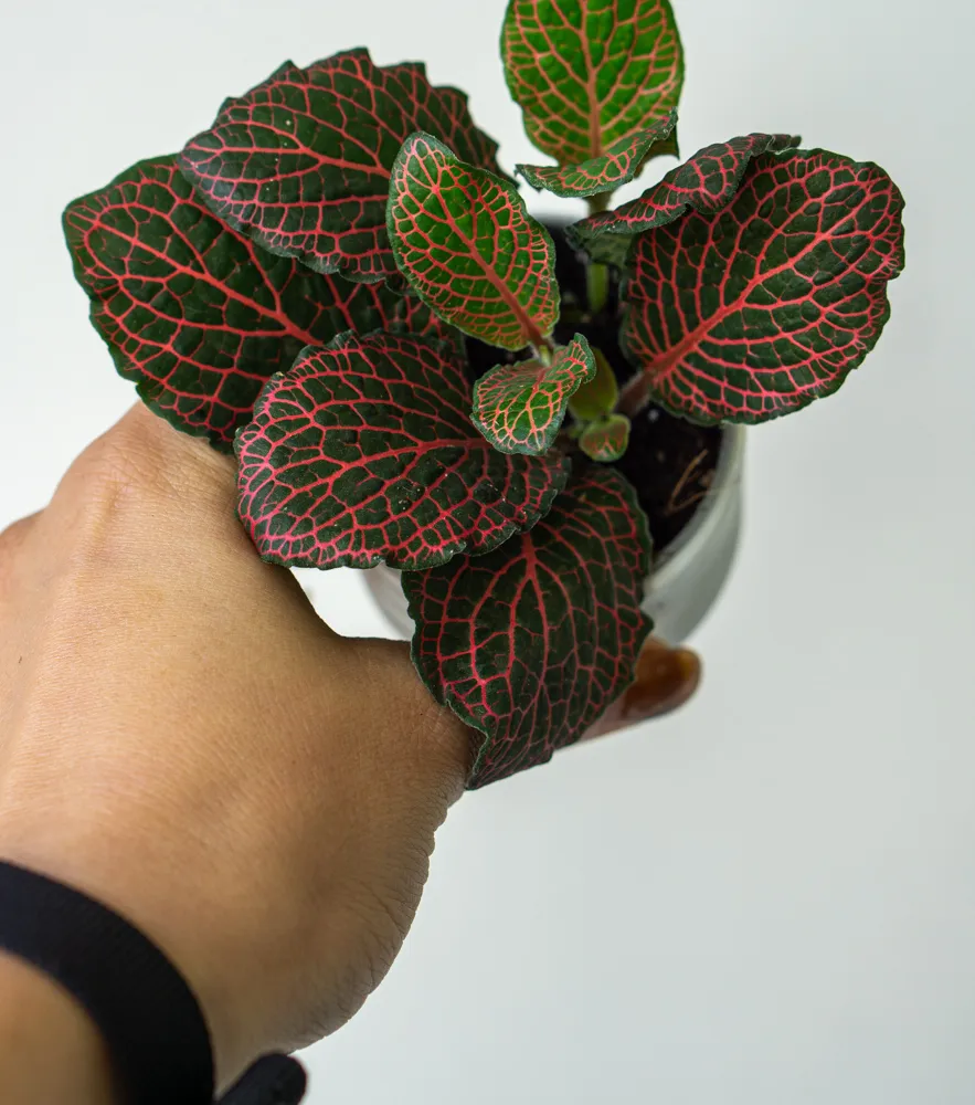 Fitónia "Red Vein" -mini