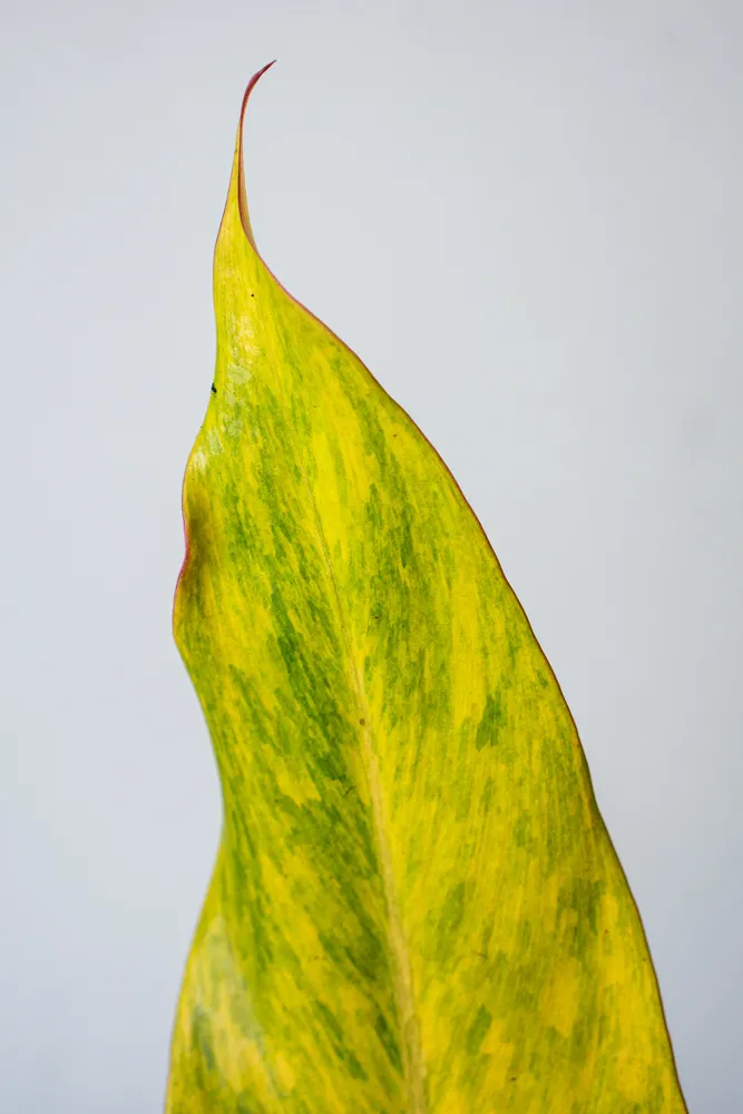 Philodendron Orange Marmalade