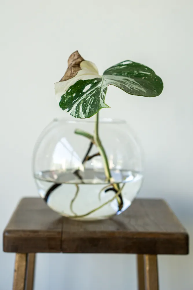 ADOPCIA: Monstera albo Martuška