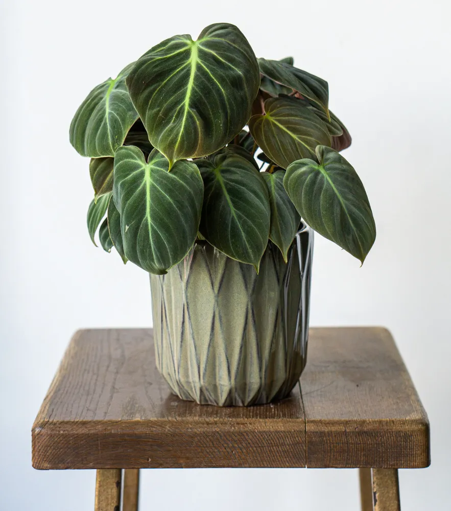 Philodendron El Choco red /rubrijuvenile