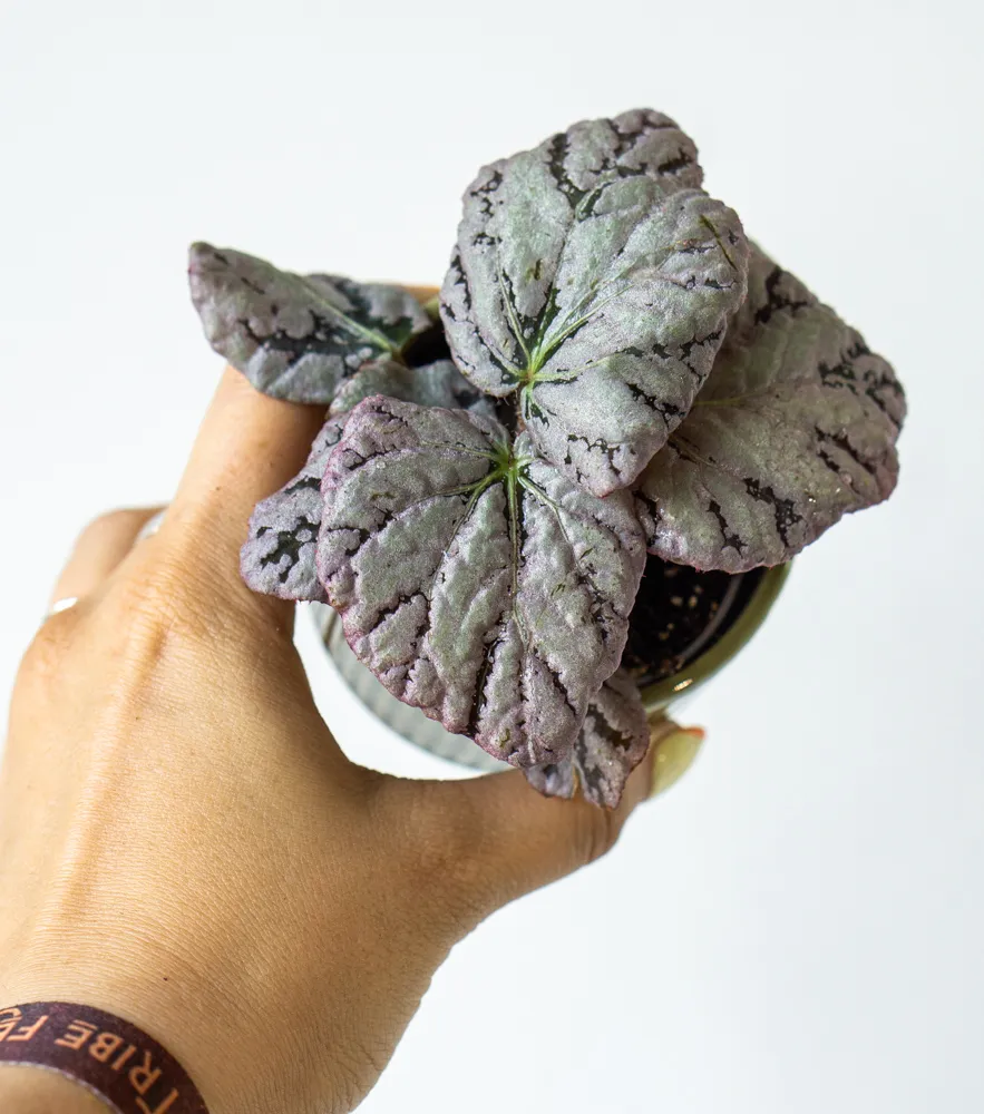 Begonia rex 'Chayo'