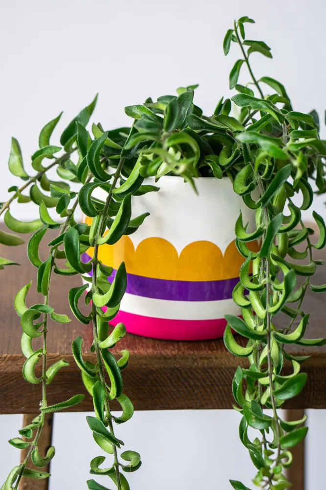 Aeschynanthus Japhrolepis "Twister"