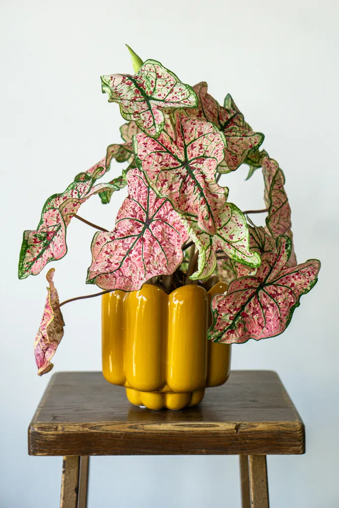 Caladium Splash of Wine