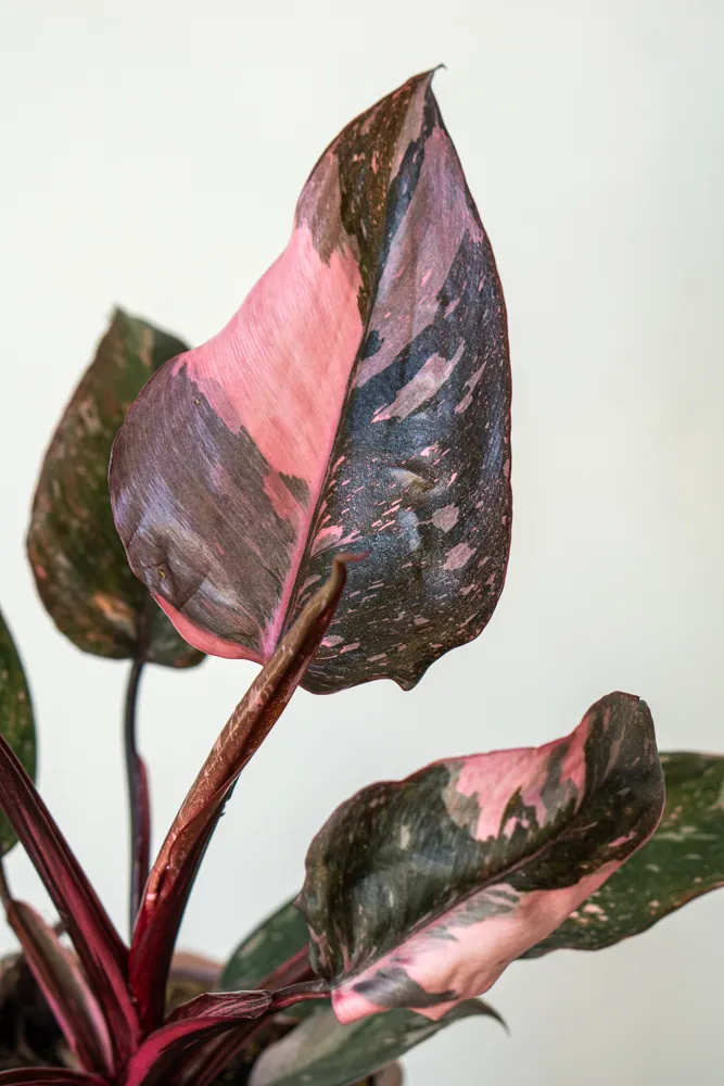 Philodendron Pink Princess Marble