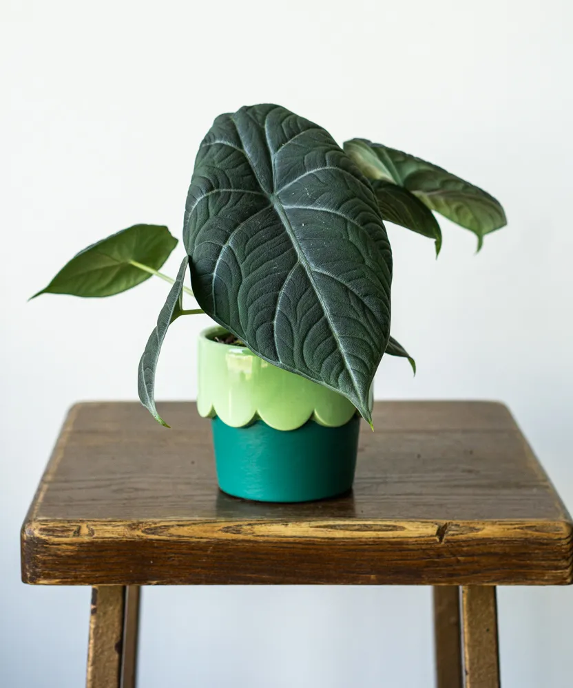 Alocasia Maharani