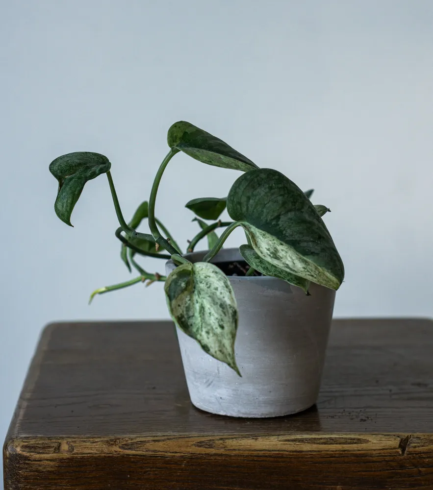Scindapsus Jade Satin Marble