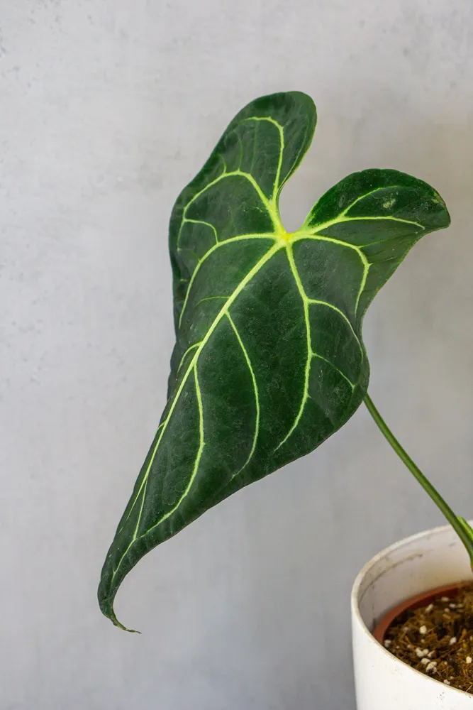 Anthurium Regale XXL