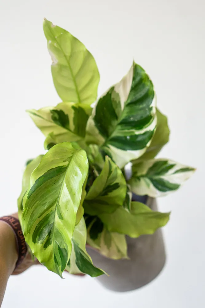 Baby Calathea Fusion Yellow