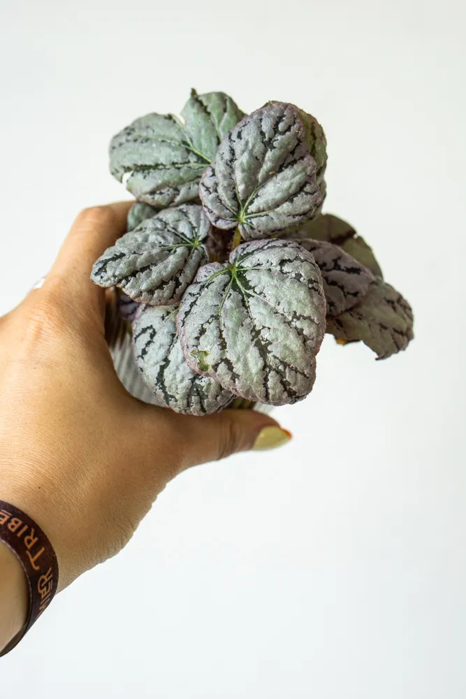 Begonia rex 'Chayo'