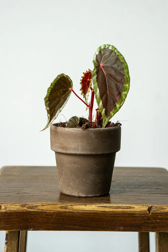 Begonia NOID