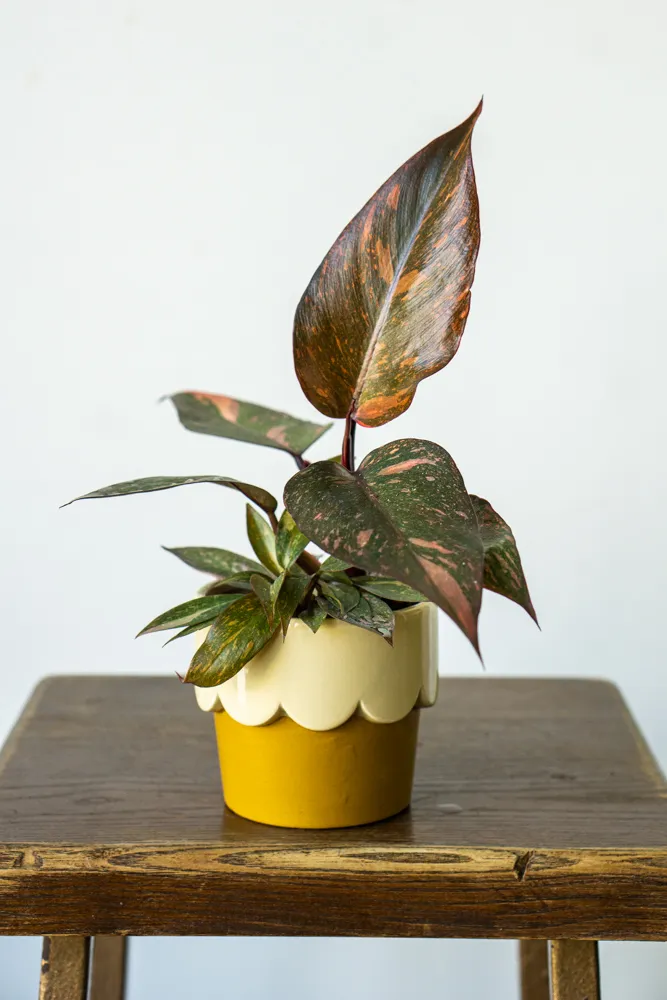 Philodendron Orange Princess - UNICORN