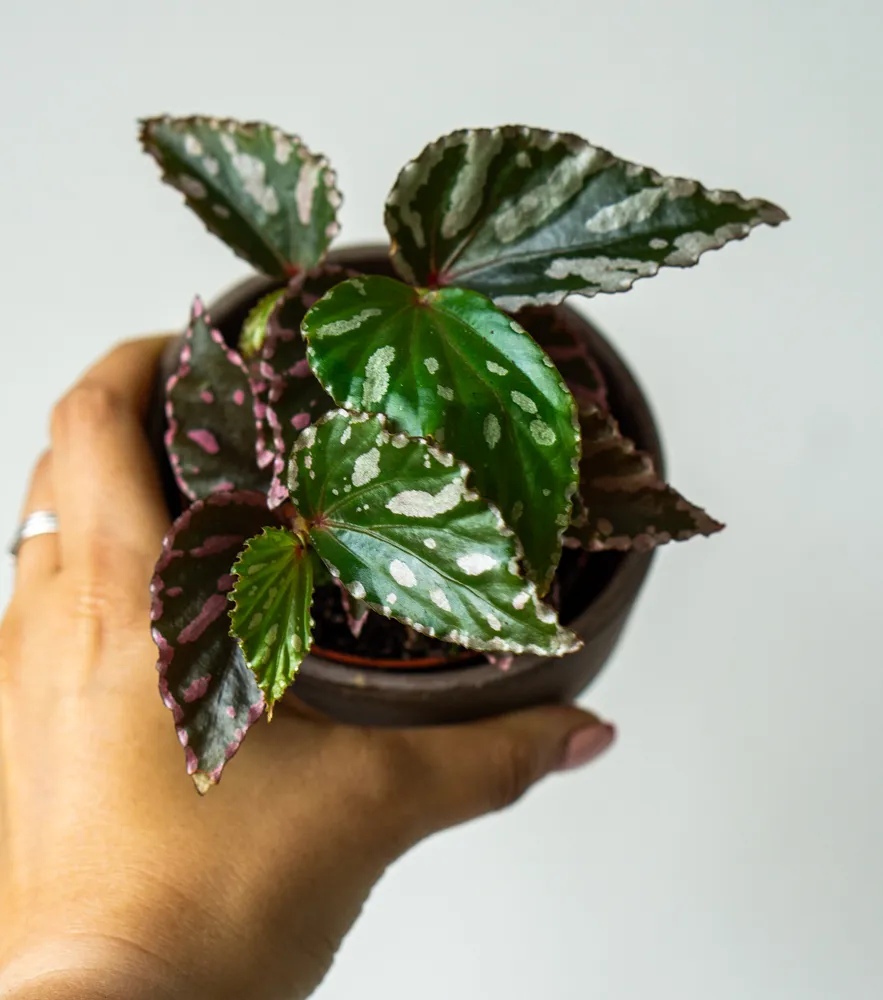 Begonia sp. Julau (U684)