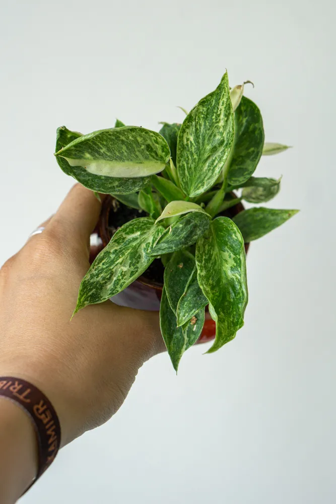 Baby Philodendron Jose Buono