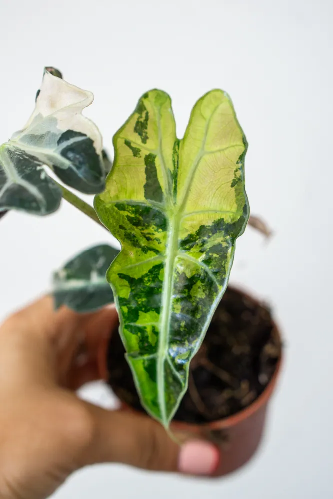 Baby Alocasia pink variegata (náhodný kúsok)