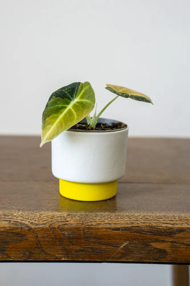 Baby Alocasia Black Velvet Aurea variegata