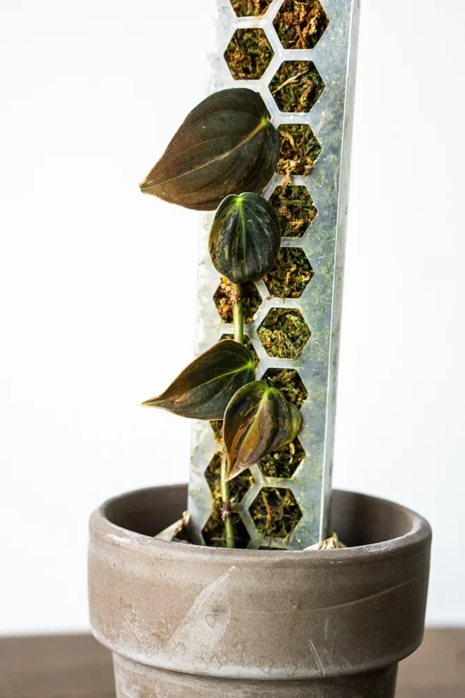 Philodendron Micans variegatum na tyči