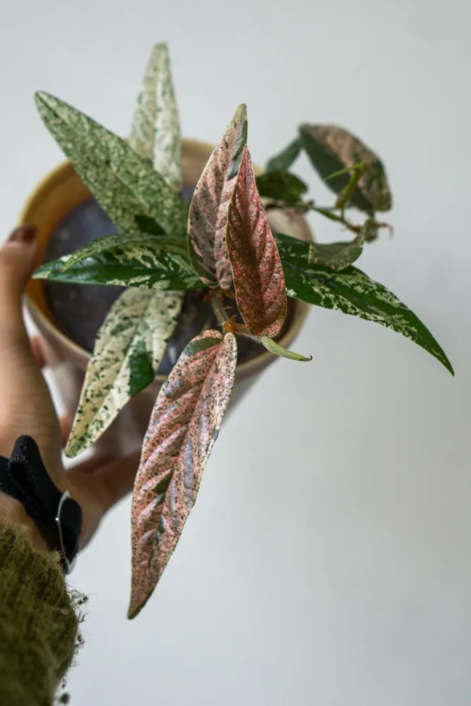 Ficus sagittata 'Pink' Variegata (Zachráň ma)