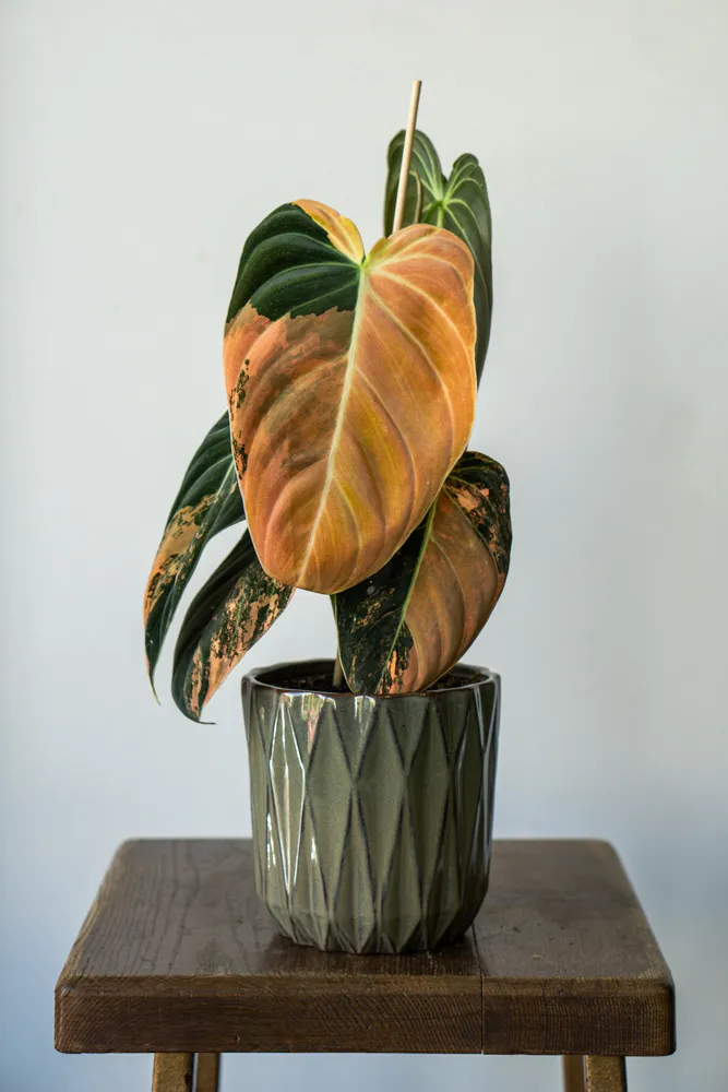 🦄✨ Philodendron Melanochrysum variegata (unicorn) - (05)