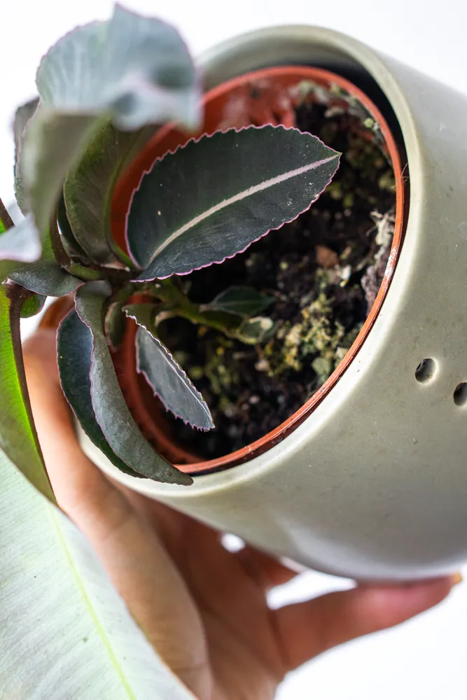 Labisia pumila / Kacip Fatimah