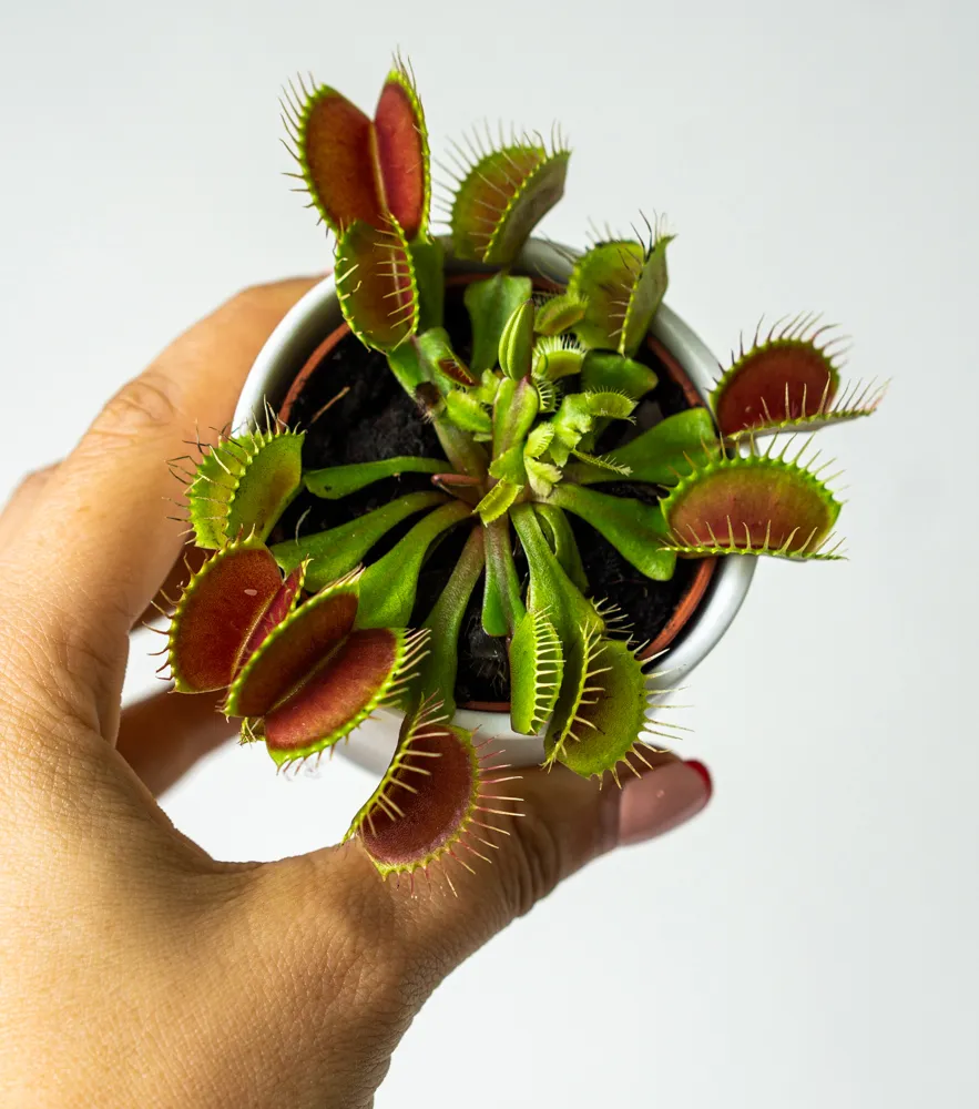 DIONAEA MUSCIPULA - Mucholapka -mäsožravka - 