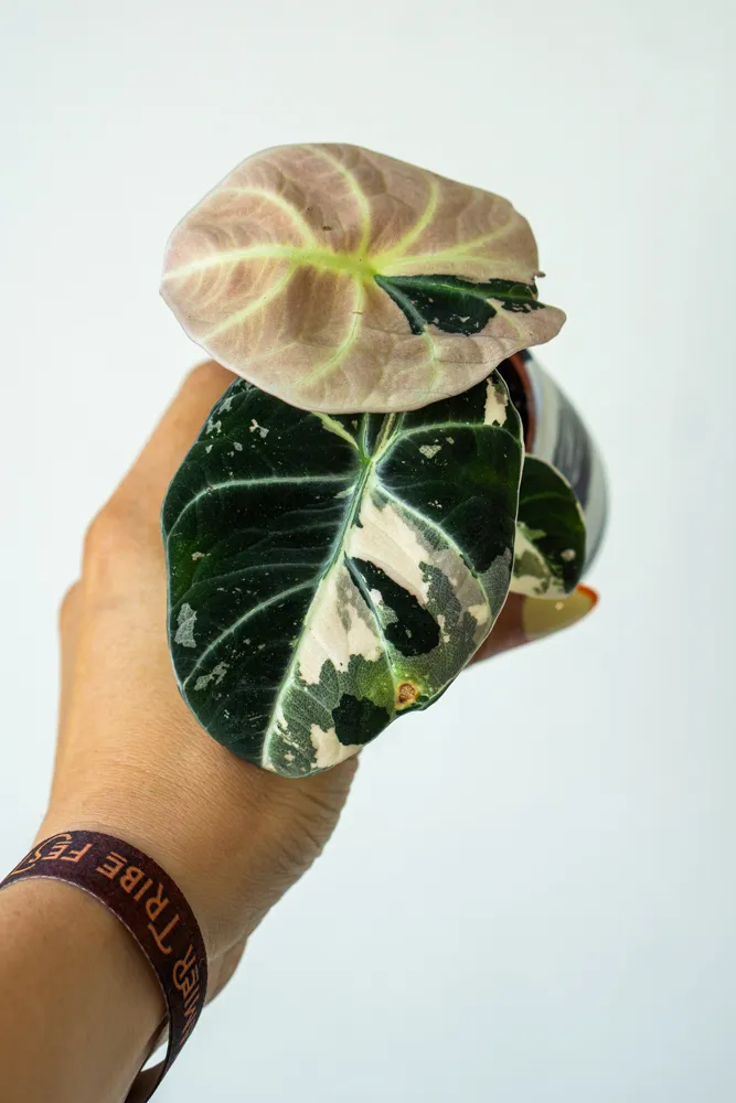Baby Alocasia Black Velvet Pink varegata