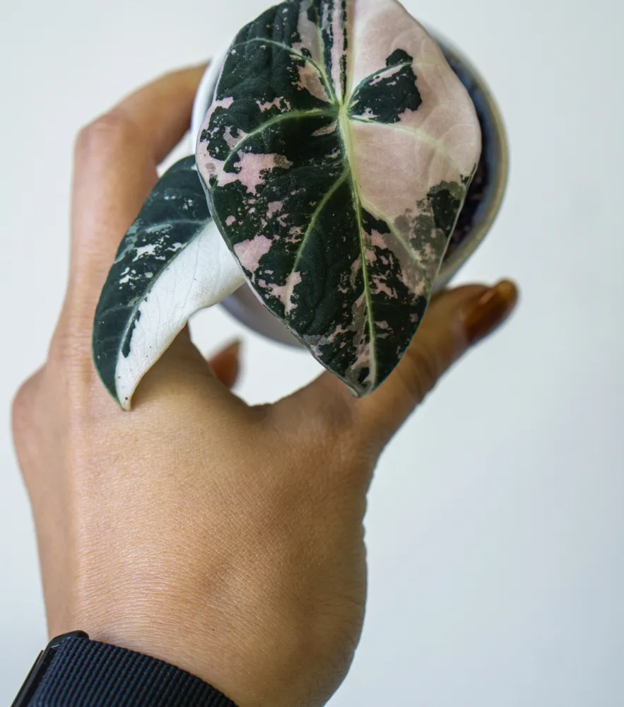 Baby Alocasia Black Velvet Pink varegata