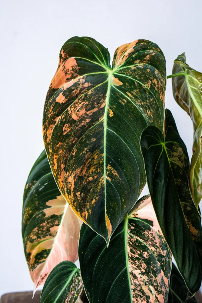 🦄✨ Philodendron Melanochrysum variegata (unicorn) - (04)