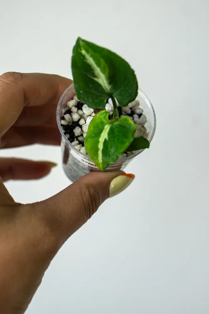Syngonium Scrambled Eggs (v Poňáku)