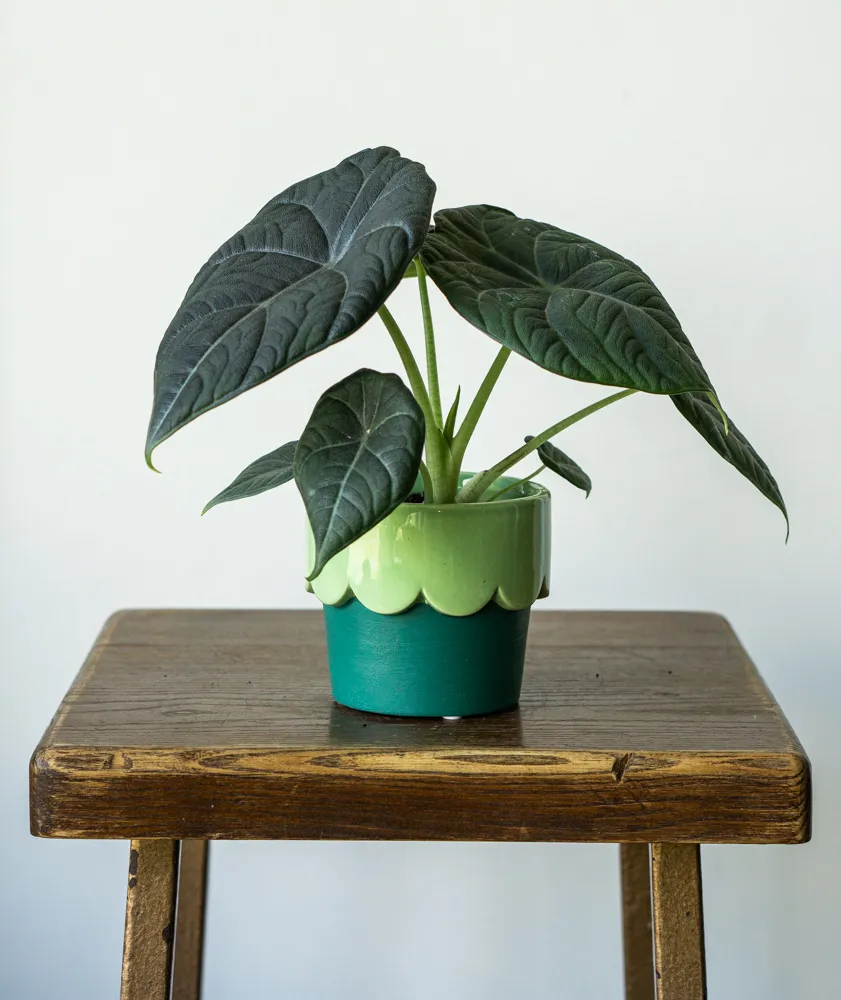Alocasia Maharani