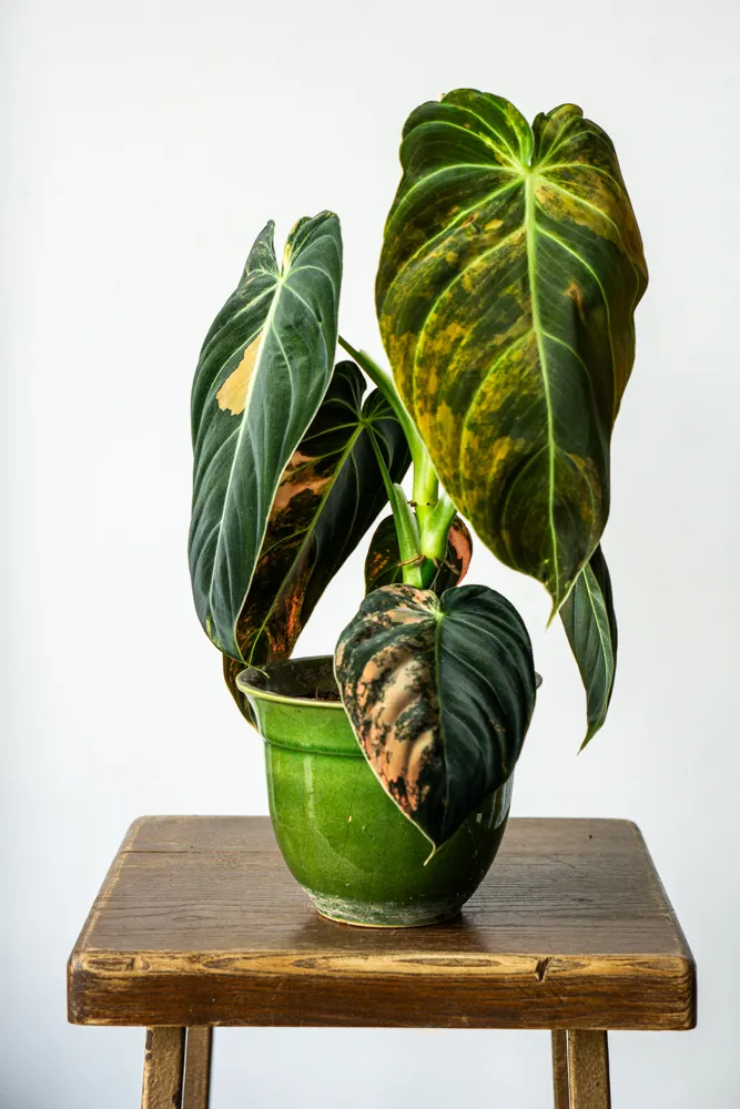 🦄✨ Philodendron Melanochrysum variegata (unicorn) - (03)