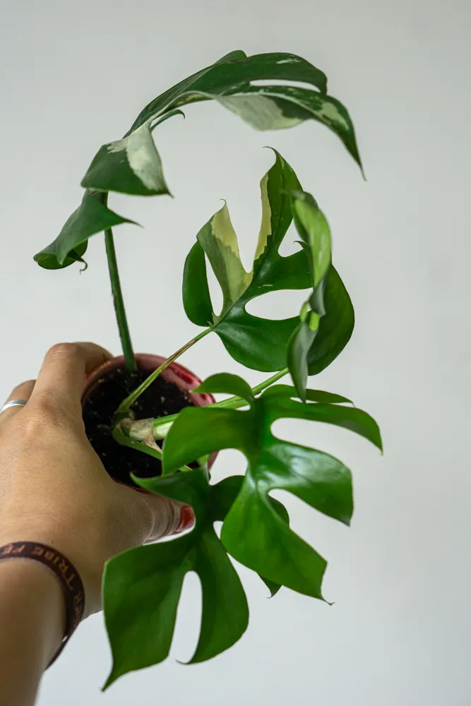 Baby Rhaphidophora Tetrasperma variegata 