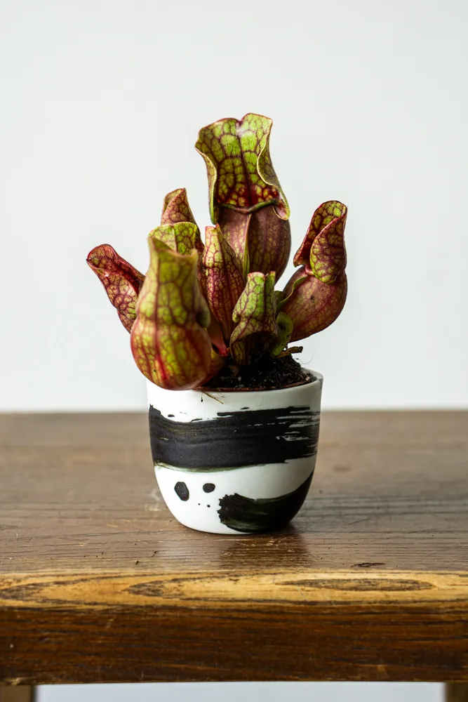 Sarracenia purpurea 'Purpurea Venosa' - mäsožravka