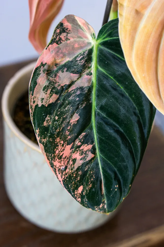 🦄✨ Philodendron Melanochrysum variegata (unicorn) - (01)