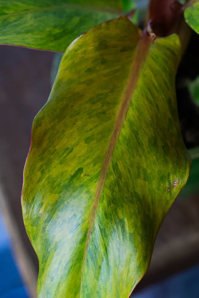 Philodendron Orange Marmalade