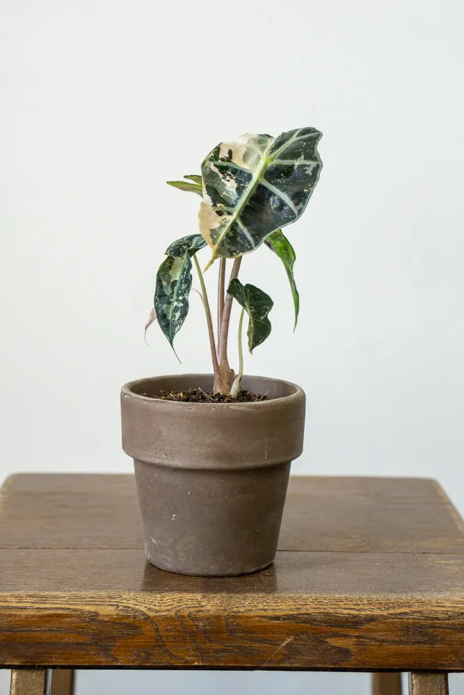 Baby Alocasia pink variegata (náhodný kúsok)
