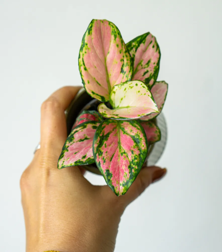 Baby Aglaonema Red Valentine
