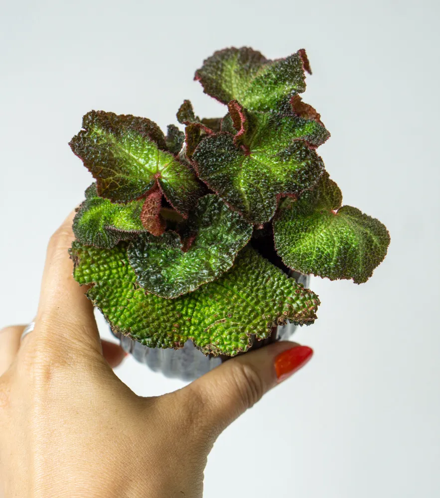 Baby Begonia solimutata