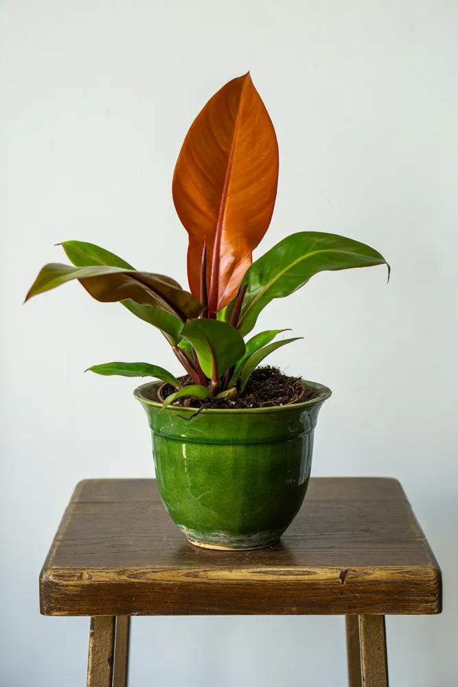 Philodendron Prince of Orange
