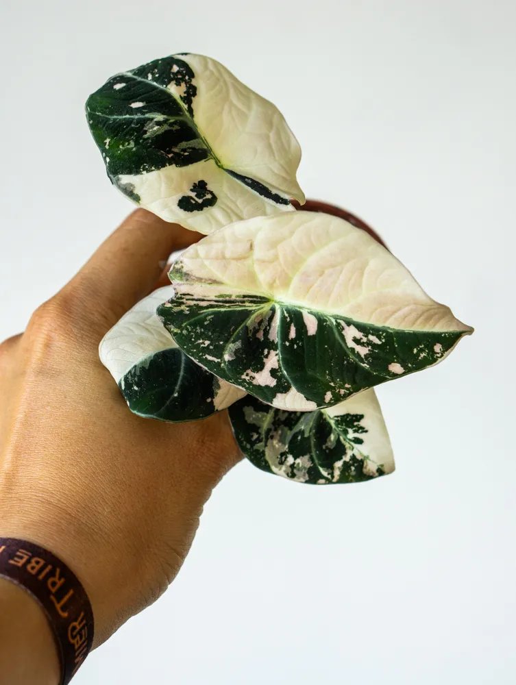 Baby Alocasia Black Velvet Pink varegata