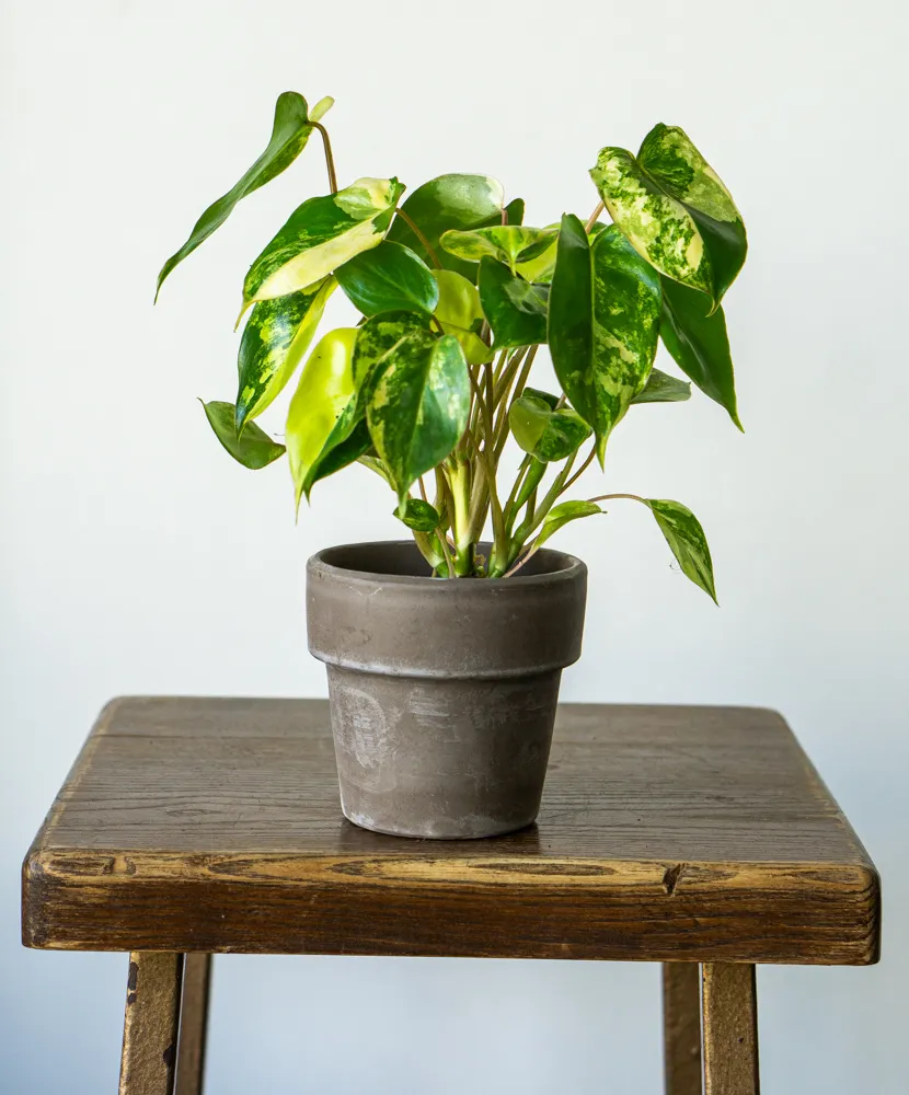 Baby Philodendron Burle Marx variegata
