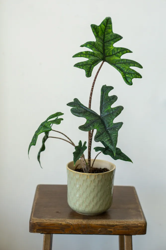 Alocasia Jacklyn