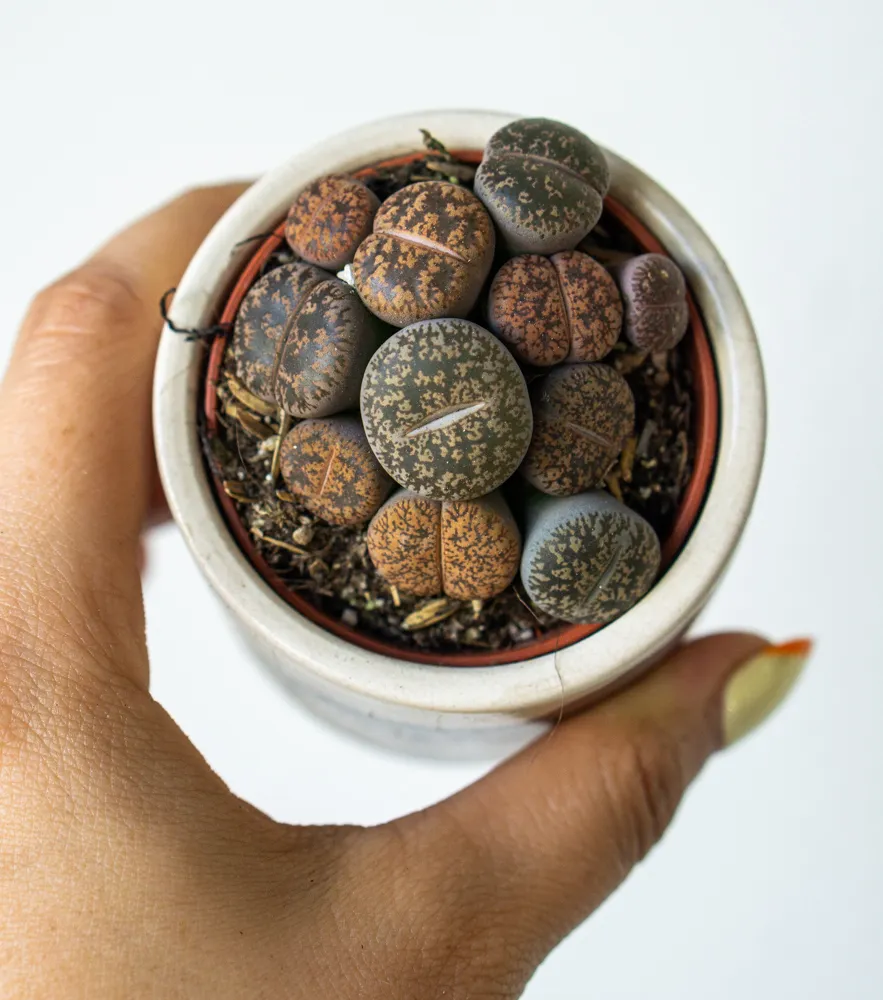 Baby Lithops /single/ mix