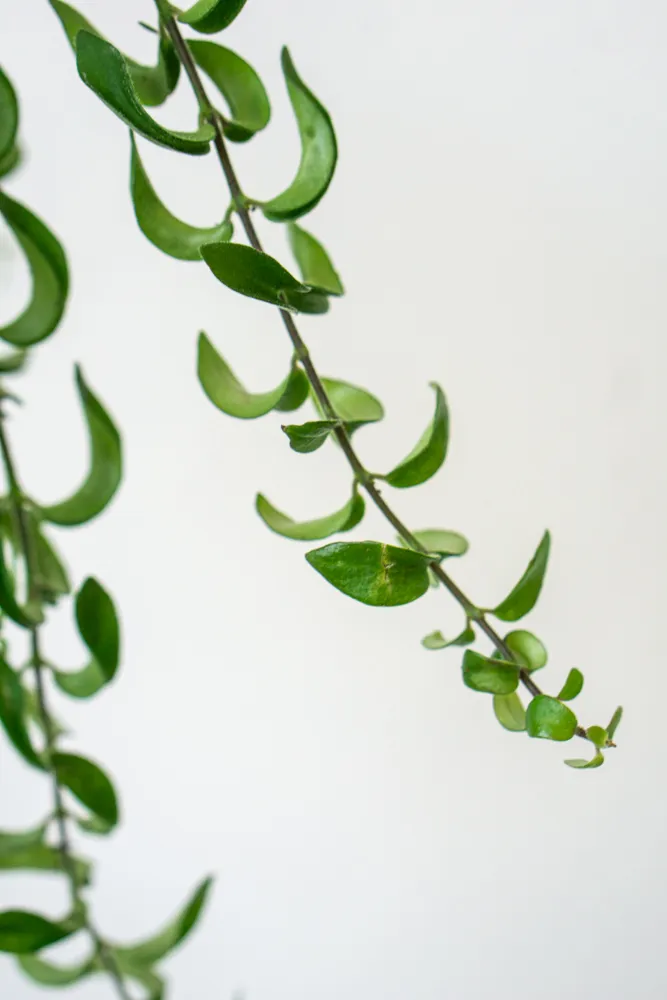 Aeschynanthus Japhrolepis "Twister"