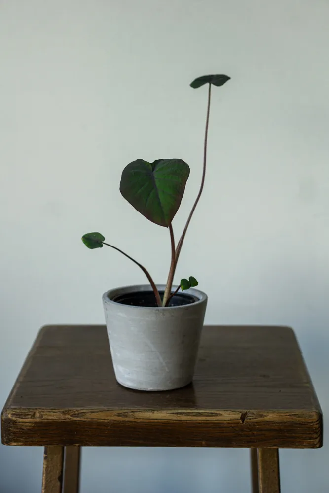 Baby Colocasia rubra 'Black Magic'