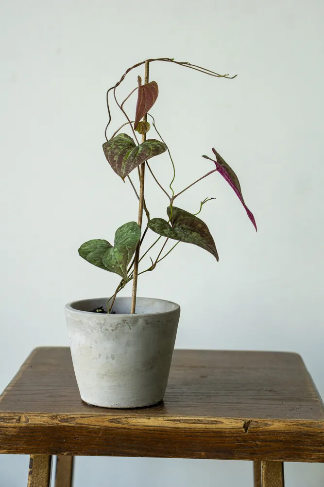 Dioscorea dodecaneura discolor 