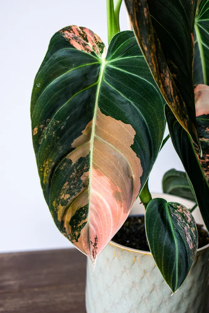🦄✨ Philodendron Melanochrysum variegata (unicorn) - (04)