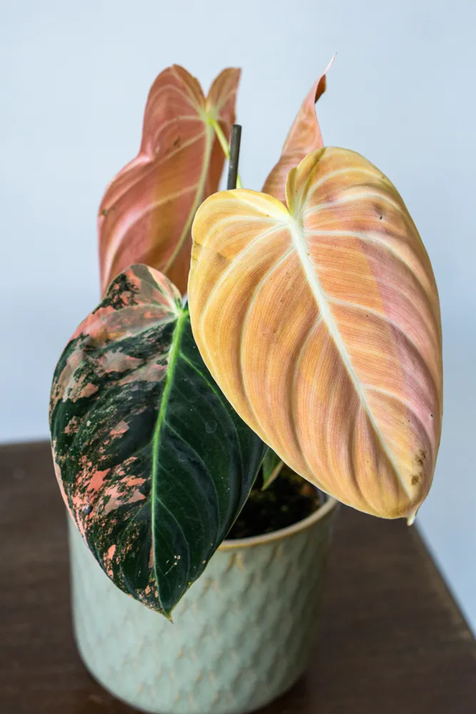 🦄✨ Philodendron Melanochrysum variegata (unicorn) - (01)